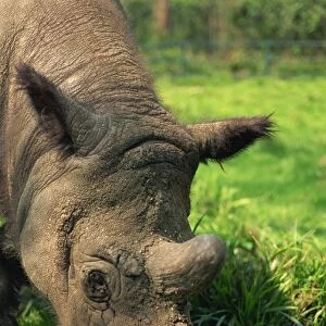 Male Tormanga, hairy rhino (Sumatran rhino), near extinct as only 500 left