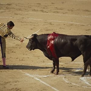 Matador with red cape and wounded bull bleeding during a bullfight in Arles