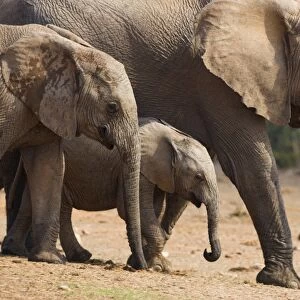 Maternal group of elephants