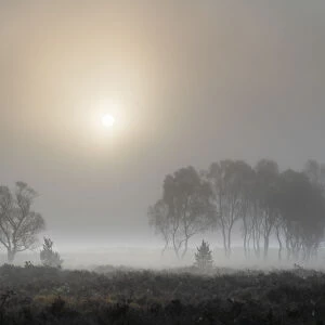A misty autumn sunrise over Strensall Common Nature reserve near York, North Yorkshire, England