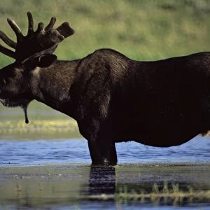 Moose, Yellowstone National Park