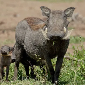 Mother and baby Warthog (Phacochoerus aethiopicus), Masai Mara National Reserve