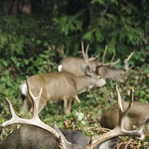 Mule buck deer with an impressive set of antlers