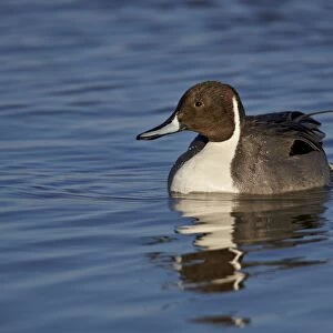 Northern pintail (Anas acuta) male swimming, Bosque del Apache National Wildlife Refuge