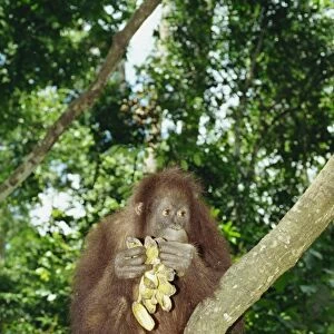 Orangutan (Pongo pygmaeus) sits in a tree eating bananas