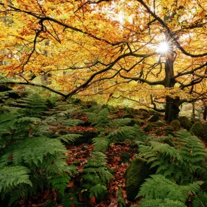 Images Dated 2015 October: 25 Oct 2015