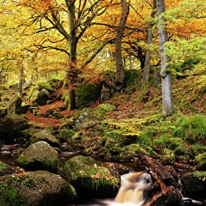 Padley Gorge, Peak District, Derbyshire, England, United Kingdom, Europe
