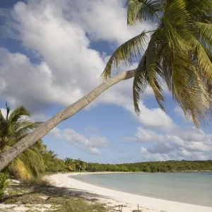 Palm tree and sandy beach in Sun Bay in Vieques, Puerto Rico, West Indies