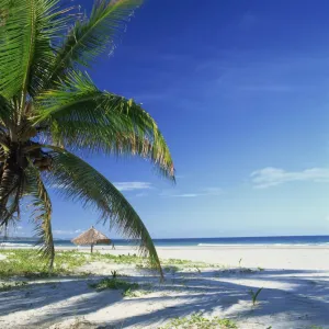 Palm tree and tropical beach on the coast of Mozambique, Africa