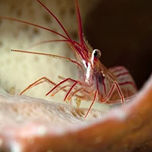Peppermint shrimp (Lysmata wurdemanni), Dominica, West Indies, Caribbean, Central America