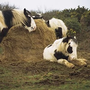Piebald Welsh ponies around a bale of hay