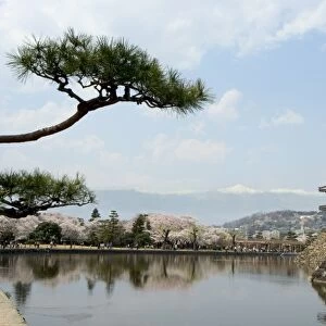 Pine tree, Matsumoto Castle