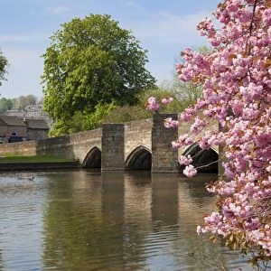 Pink cherry blossom on tree by the bridge over the River Wye, Bakewell