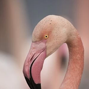 Pink flamingo, Camargue, France, Europe