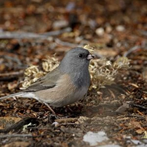 Pink-sided junco (Junco hyemalis mearnsi), Abiquiu Lake, New Mexico, United States of America, North
