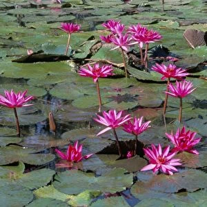 Pink water lilies in flower (Nymphaea sp. ), in tropical area