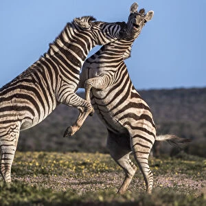 Plains zebra (Equus quagga) fighting, Addo Elephant national park, Eastern Cape