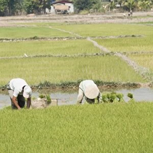 Planting rice, Vientiane, Laos
