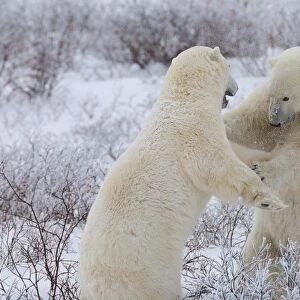 Polar bears sparring, Wapusk National Park, Manitoba, Canada, North America