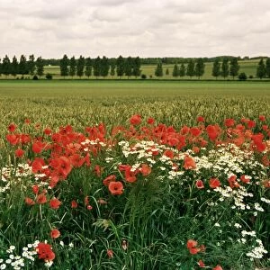 Poppies in the Valley of the Somme near Mons, Nord-Picardy, France, Europe