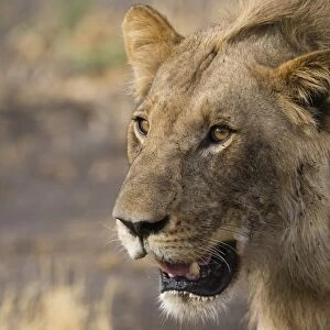 Portrait of a male lion (Panthera leo), Botswana, Africa