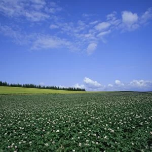 Potato and wheat fields near Furano