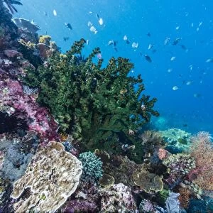 Profusion of hard and soft corals on Tengah Kecil Island, Komodo National Park, Flores Sea