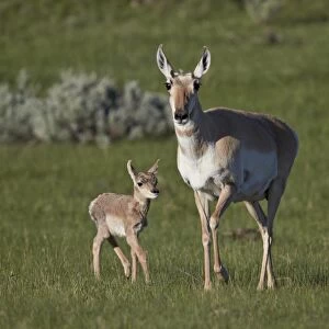 Pronghorn (Antilocapra americana) cow and calf, Yellowstone National Park, Wyoming, United States of America, North America