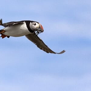 Puffin (Fratercula arctica), with fish, Farne Islands, Northumberland, England