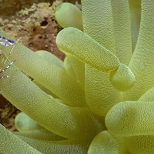 Purple and white shrimp on yellow tentacle coral, Honduras, Central America
