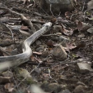 Python snake (Pythonidae), Ranthambhore, Rajasthan, India, Asia