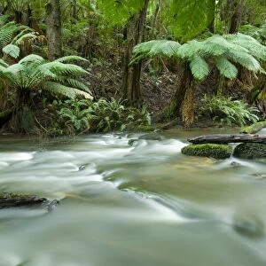 Rainforest, Beauchamp Falls, Great Ocean Road, Otway N. P, Victoria, Australia