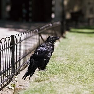 Raven (Corvus corax), Tower of London, London, England, United Kingdom, Europe
