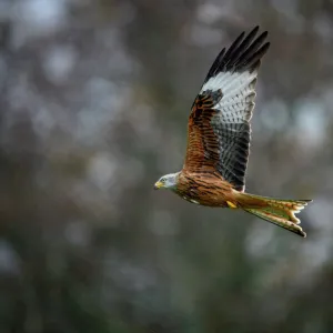 Red Kite, a bird of prey, Gigrin, Wales, United Kingdom, Europe