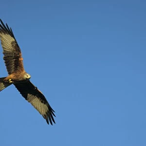 Red kite (Milvus milvus) in flight with wing tags