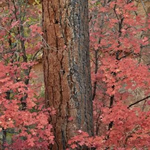 Red leaves on a bigtooth maple (Acer grandidentatum) surround a Ponderosa pine trunk in the fall, Zion National Park, Utah, United States of America, North America