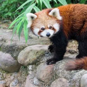 Red Panda (Ailurus fulgens), Sichuan Province, China, Asia