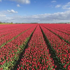 Red tulips in field, Yersekendam, Zeeland province, Netherlands, Europe