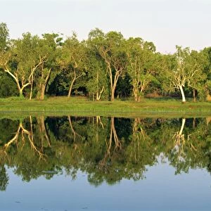 Reflections of eucalyptus (gum) trees on Annaburroo Billabong near the Arnhem Highway at the Mary River Crossing in the Northern Territory