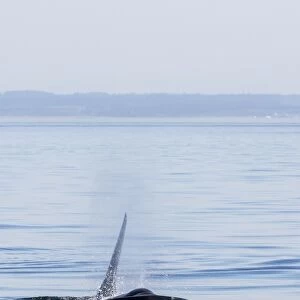 Resident killer whale bull, Orcinus orca, Cattle Pass, San Juan Island, Washington, United States of America, North America