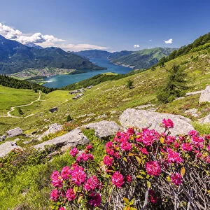 Rhododendrons on Monte Berlinghera with Alpe di Mezzo and Alpe Pesceda in the background