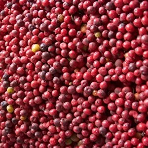 Ripe coffee beans, Recuca Coffee Plantation, near Armenia, Colombia, South America