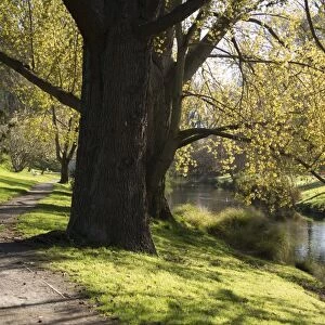 River Avon in Botanic Gardens, Christchurch, Canterbury, South Island, New Zealand, Pacific