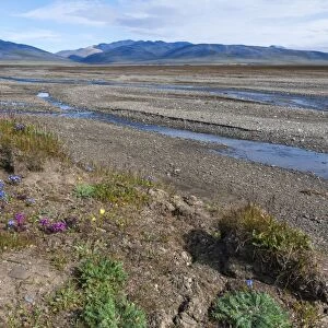 Riverbed near Doubtful village, Wrangel Island, UNESCO World Heritage Site, Chuckchi Sea, Chukotka, Russian Far East, Russia, Eurasia