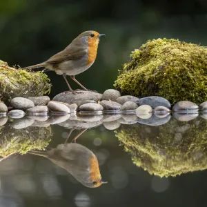 Robin reflected in a garden pond, York, North Yorkshire, England, United Kingdom, Europe