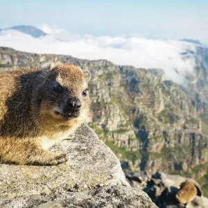 Table Mountain Rock Dassie Print Table Mountain Rock Dassie Print