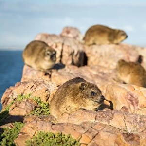 Rock Dassies (hyrax), Hermanus, Western Cape, South Africa, Africa