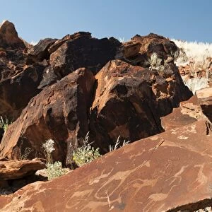 Rock engravings, Huab River Valley, Torra Conservancy, Damaraland, Namibia, Africa