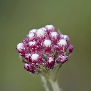 Rosy pussytoes (littleleaf pussytoes) (pink pussytoes) (small pussytoes ) (dwarf everlasting) (Antennaria microphylla), Glacier National Park, Montana, United States of America, North America