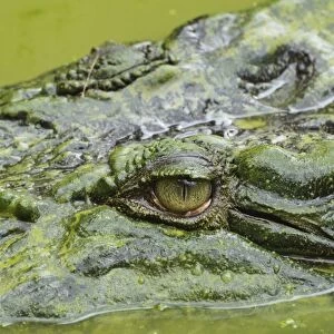 Saltwater (estuarine) crocodile (Crocodylus porosus), Sarawak, Borneo, Malaysia